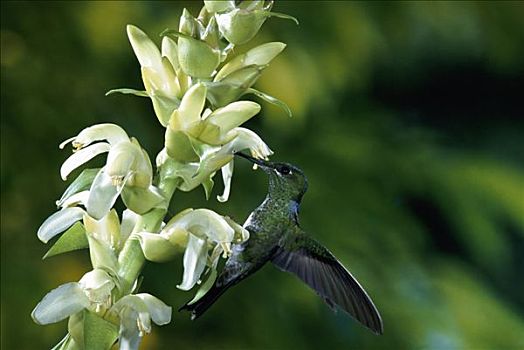 蜂鸟,雌性,凤梨科植物,花,蒙特维多云雾森林自然保护区,哥斯达黎加