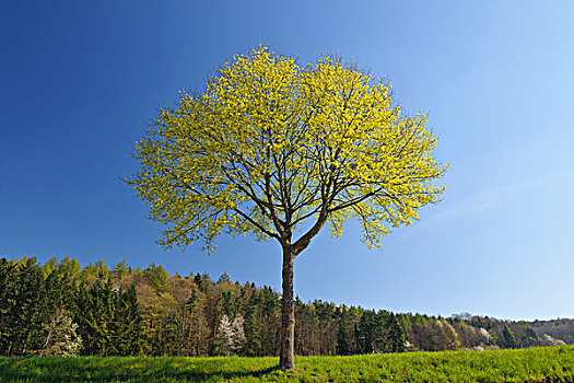 枫树,巴登符腾堡,德国