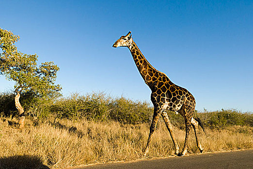 长颈鹿,道路,克鲁格国家公园,南非,非洲