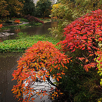 秋天,中央公园,纽约,美国