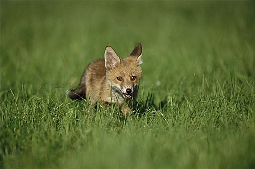 红狐,幼仔