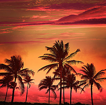 迈阿密海滩,南海滩,日落,棕榈树,海滨大道,佛罗里达
