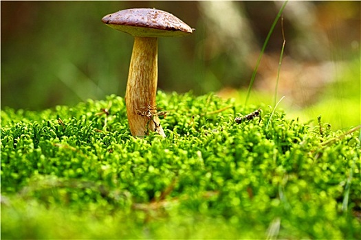 森林野菇,牛肝菌,绿色,苔藓