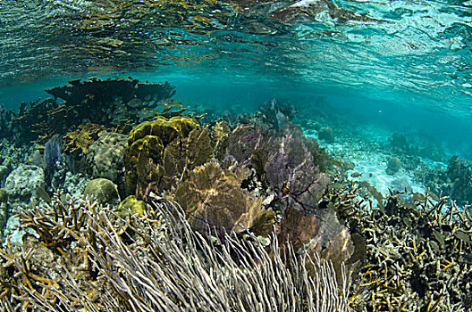 珊瑚礁,伯利兹