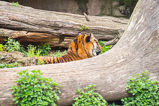 虎,睡觉,两个,树干