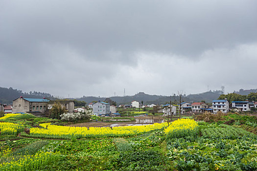 油菜花