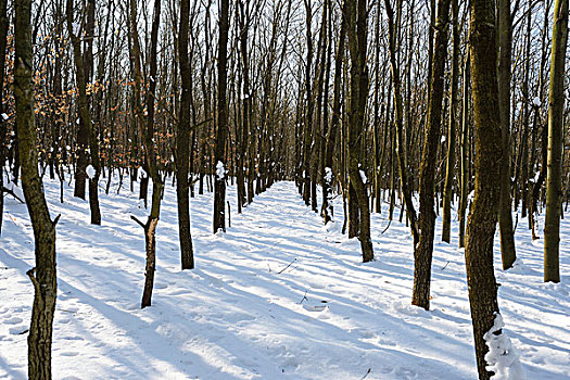 风景,雪,年轻,树林,冬天,普拉蒂纳特,巴伐利亚,德国