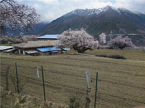 野桃花观赏圣地索松村