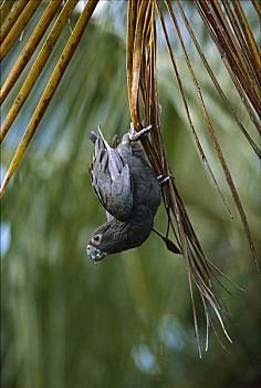 鹦鹉,悬挂,棕榈叶,马达加斯加