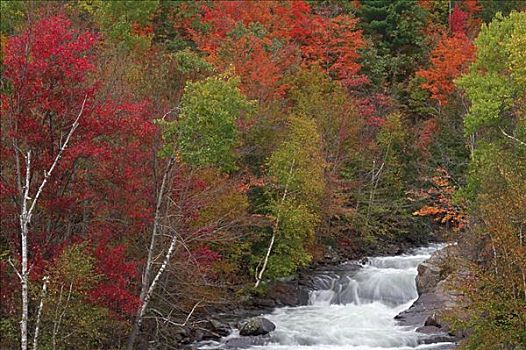 溪流,树林,安大略省,加拿大