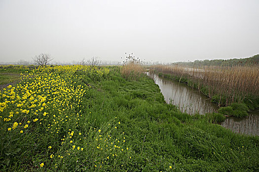 长江湿地