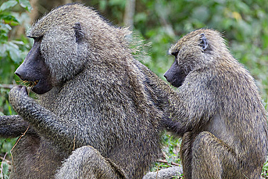 坐,幼小,黄狒狒,背影,成年,阿鲁沙,国家公园,坦桑尼亚