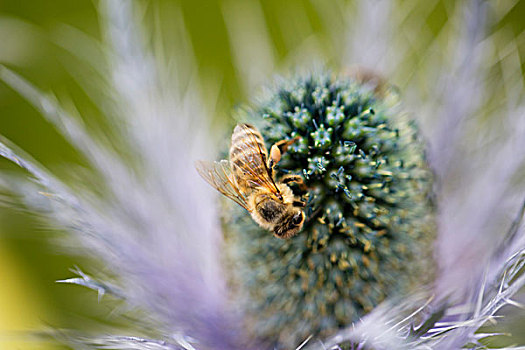 蜜蜂,蓟属植物
