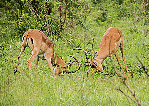 羚羊,争斗,克鲁格国家公园,南非