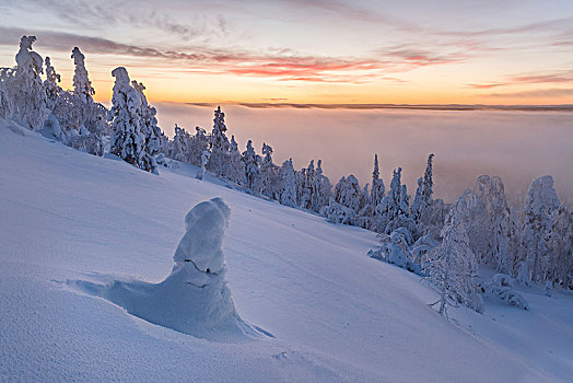 雾,上方,雪,树,日落,冬季风景,国家公园,拉普兰,芬兰,欧洲