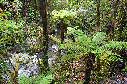 温带雨林,新西兰