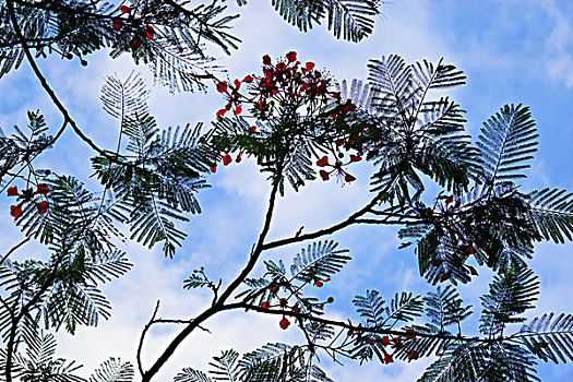 四川攀枝花的热带植物,凤凰木