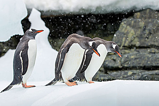 南极,岛屿,三个,巴布亚企鹅,站立,上面,冰山,雪中
