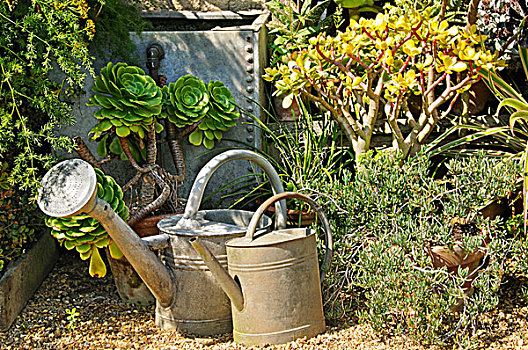 多汁植物,花园,角,金属,浇水,罐,水,诺福克,英格兰,欧洲