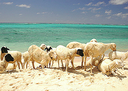 印度洋,罗德里格斯岛,绵羊,海滩,挨着,泻湖