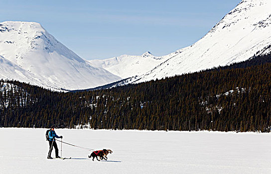 女人,雪橇狗,拉拽,越野滑雪,阿拉斯加,爱斯基摩犬,冰冻,湖,沿岸,山脉,小路,育空地区,不列颠哥伦比亚省,加拿大