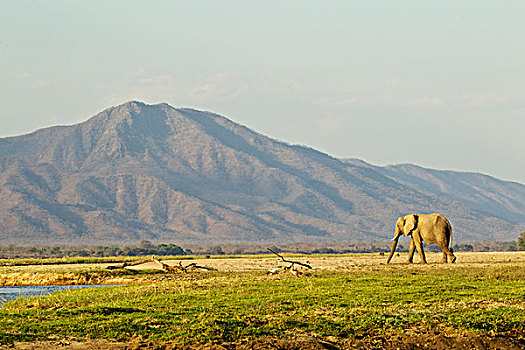 大象,走,朴素,国家公园,津巴布韦,非洲