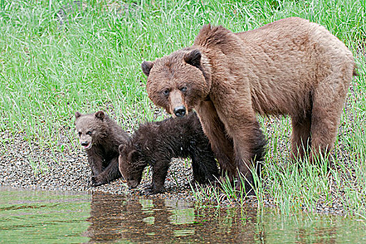 母熊,棕熊,两个,幼兽,停止,饮料,河口,防护,保存,北方,王子,北海岸,不列颠哥伦比亚省,加拿大