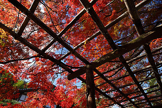 日本京都岚山常寂光寺