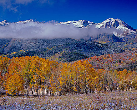 金色,白杨,秋天,山,国家森林,靠近