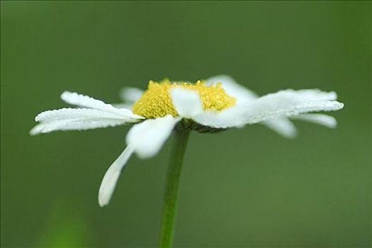 甘菊花