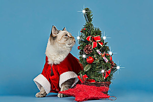 英国短毛猫,猫,圣诞节,服饰,圣诞树