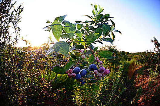 蓝莓果