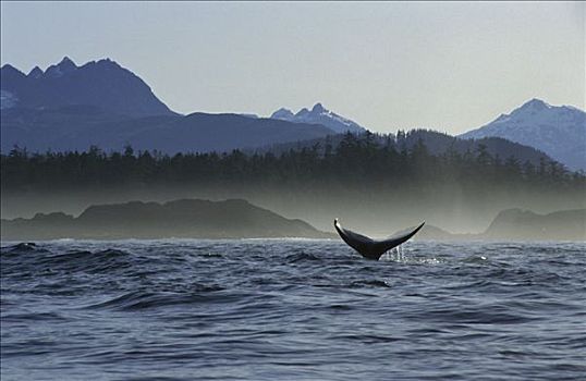 灰鲸,尾部,温哥华岛,加拿大