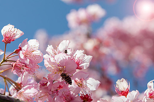 湾樱花季,武陵农场千樱园,盛开的樱花,蜜蜂采花蜜