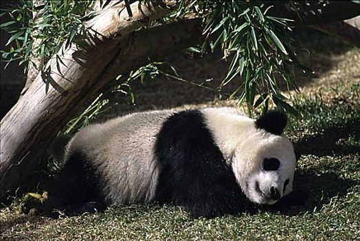 大熊猫,圣地牙哥动物园,加利福尼亚