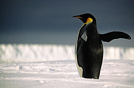 帝企鹅,一个,翼,南极
