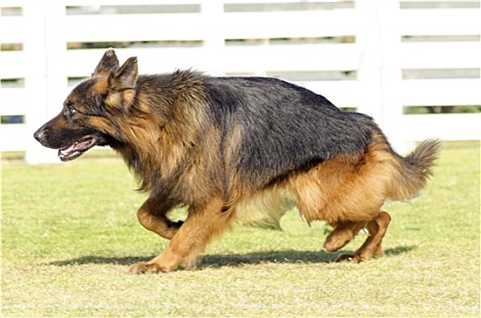 德国牧羊犬,狗