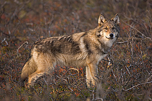 灰狼,狼,站立,苔原,德纳里峰国家公园,阿拉斯加