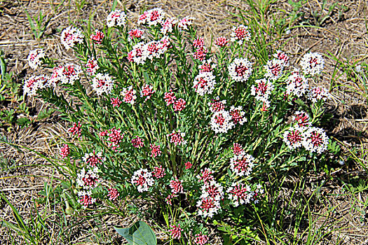 桃山湖,狼毒花