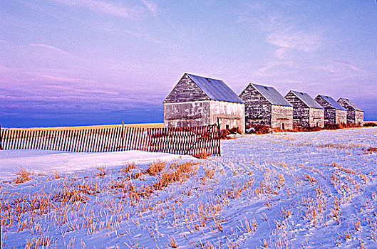 谷仓,积雪,风景,艾伯塔省,加拿大