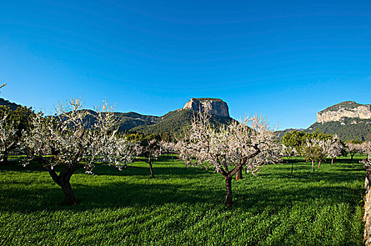 杏花,马略卡岛,西班牙