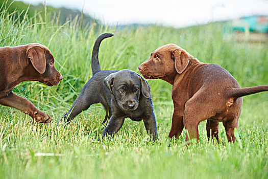 拉布拉多犬,巧克力,褐色,灰色,小狗,草地,正面,看镜头