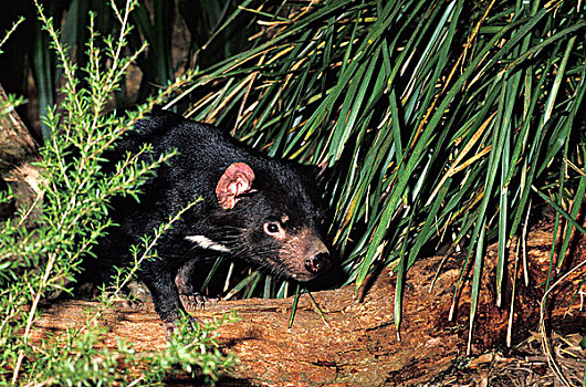 袋獾,成年,澳大利亚