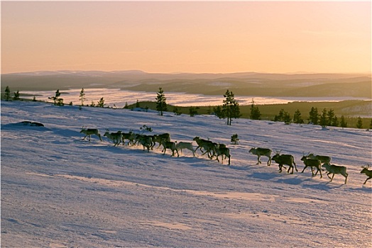 驯鹿,芬兰