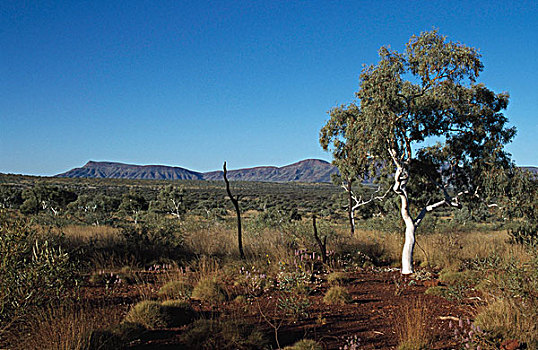树,灌木丛,风景,攀升,卡瑞吉尼国家公园,西澳大利亚,澳大利亚