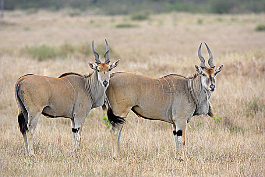 大羚羊,一对,马赛马拉,肯尼亚