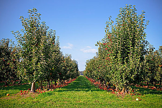苹果园,华盛顿,美国