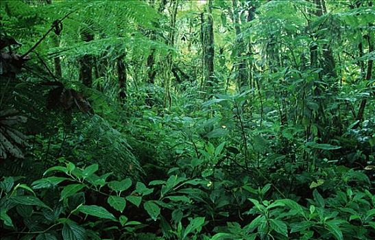 热带雨林,哥斯达黎加