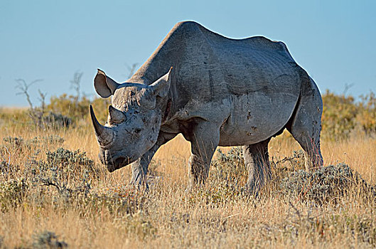 黑犀牛,成年,雄性,站立,草丛,埃托沙国家公园,纳米比亚,非洲