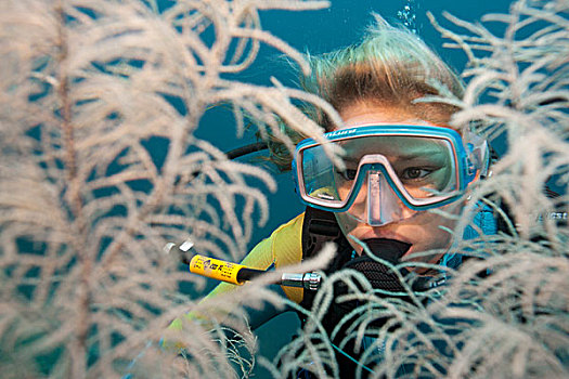 潜水者,看穿,大,黑色,珊瑚,菲律宾,亚洲